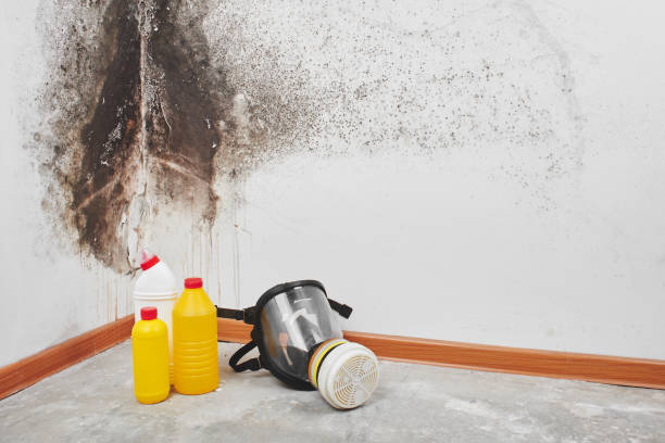 Best Mold Cleaning Services  in Superior, AZ