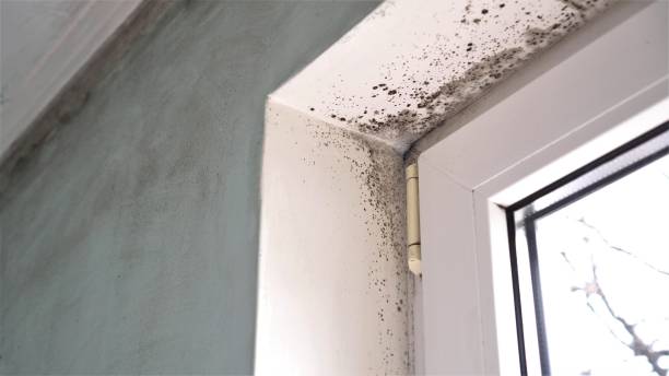 Best Local Mold Removal Service  in Superior, AZ