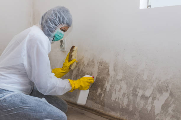 Best Local Mold Removal Service  in Superior, AZ