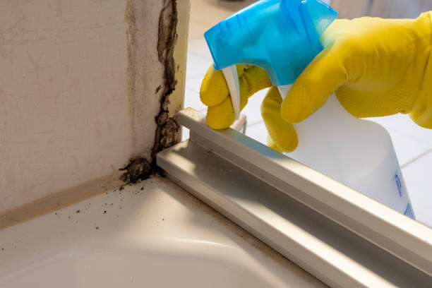 Best Commercial Mold Removal  in Superior, AZ