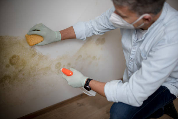 Best Attic Mold Removal  in Superior, AZ