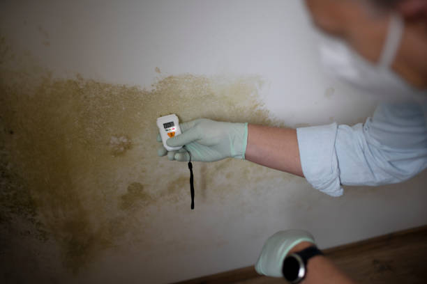 Best Certified Mold Removal  in Superior, AZ