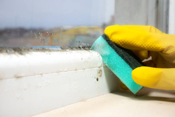 Best Professional Mold Removal  in Superior, AZ