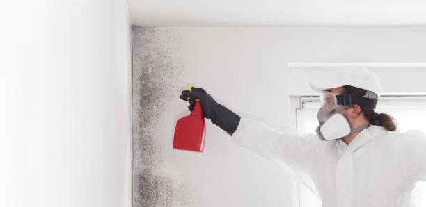 Best Black Mold Removal  in Superior, AZ