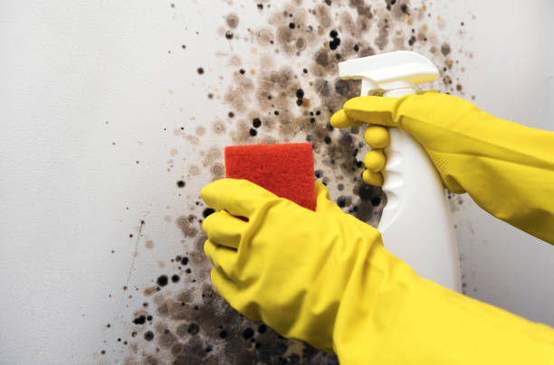 Best Commercial Mold Removal  in Superior, AZ