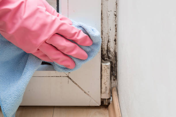 Certified Mold Removal in Superior, AZ