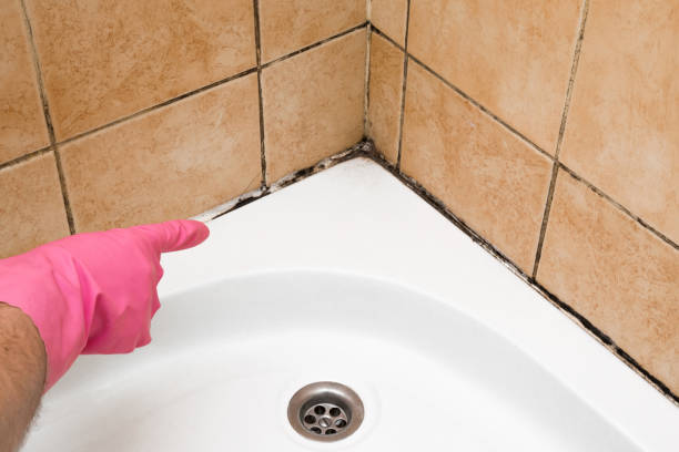 Best Office Mold Removal Services  in Superior, AZ